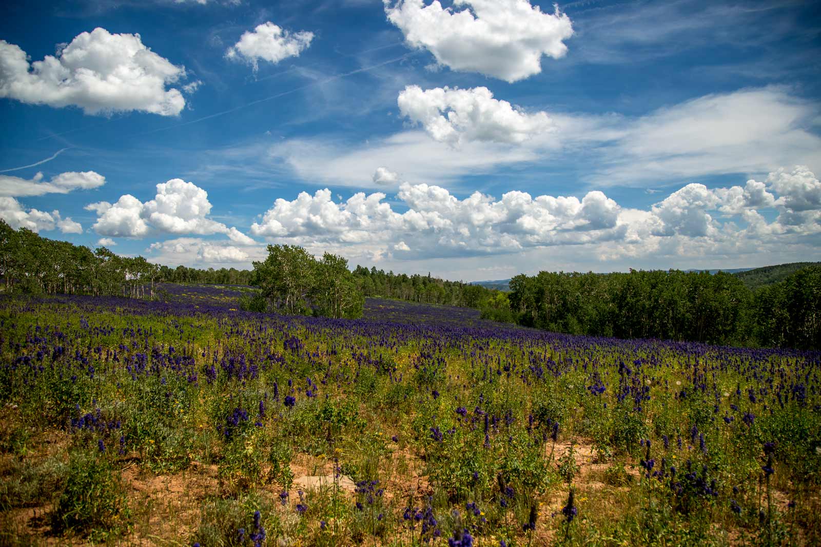 Purple Meadow